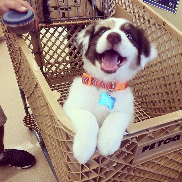 The Pavilions at Talking Stick