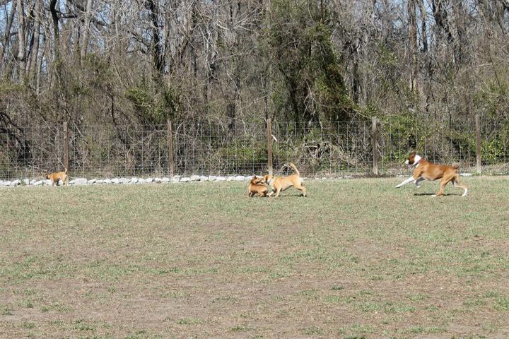 Pet Friendly O'Fallon Dog Park