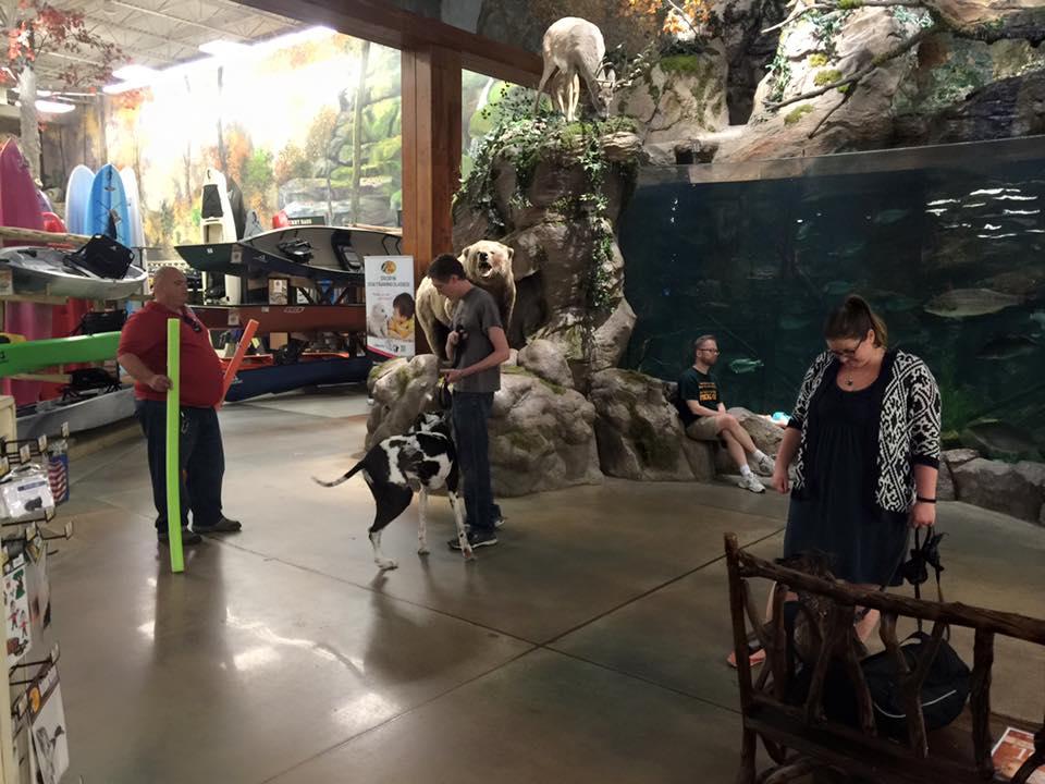 malamute weight pull