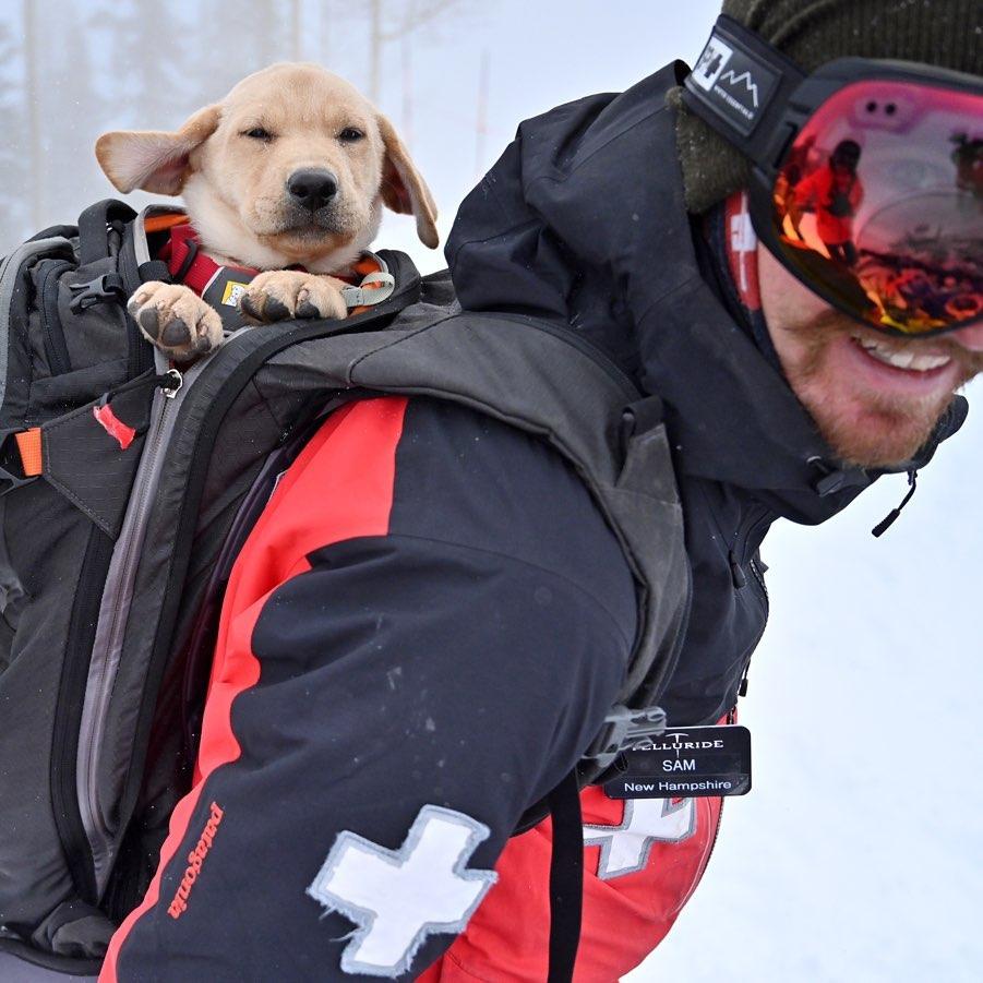 Dog Friendly Activities In Telluride Co Bringfido