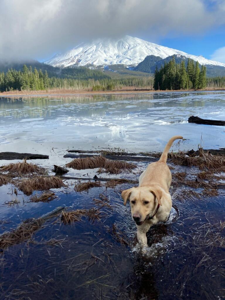 Pet Friendly Gifford Pinchot National Forest