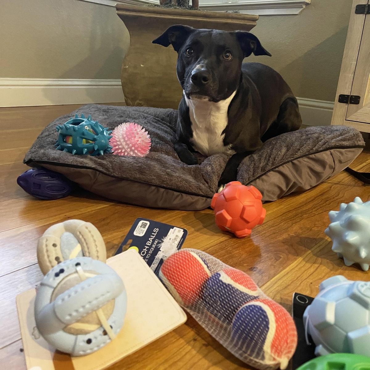 Dog Friendly Shopping in Onalaska WI BringFido
