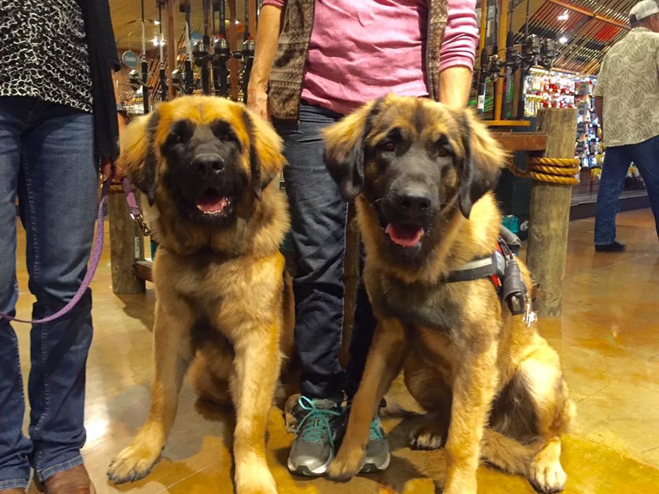 does bass pro shop allow dogs in the store