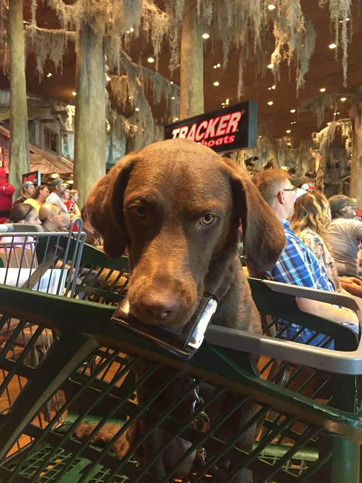 Bass pro sales dog