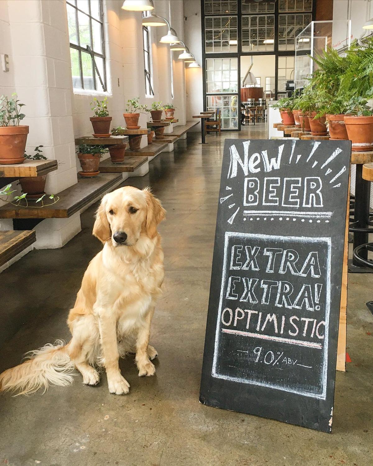 Ivory Bill Brewing