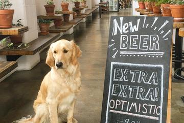 Ivory Bill Brewing