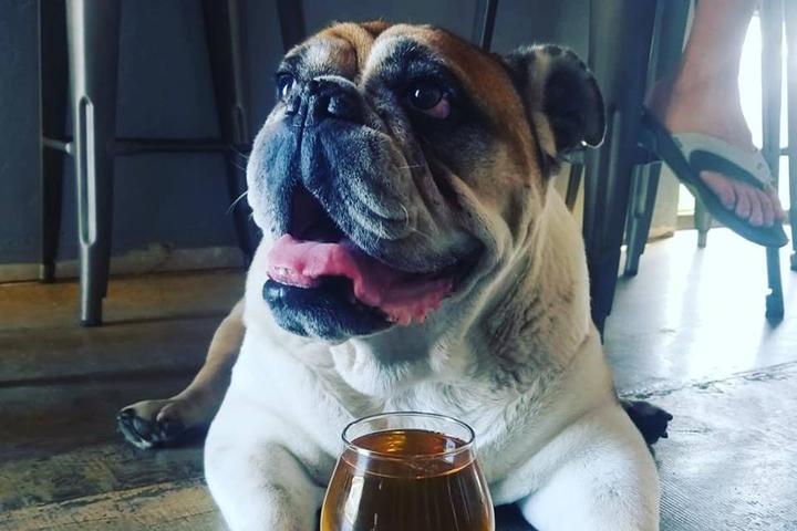 Pet Friendly Pine and Palm Brewing
