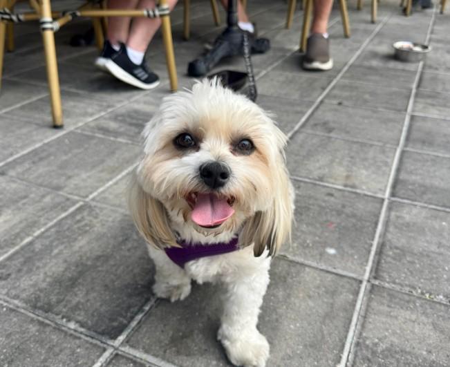 Pet Friendly The Shops at Wiregrass
