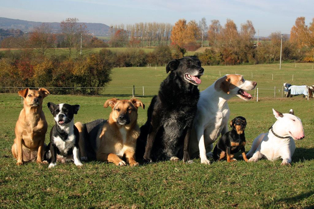 Pet Friendly Lower Macungie Dog Park