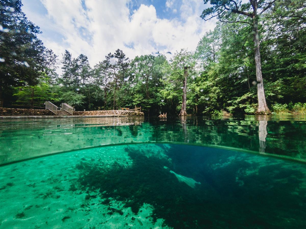 are dogs allowed at ponce de leon springs