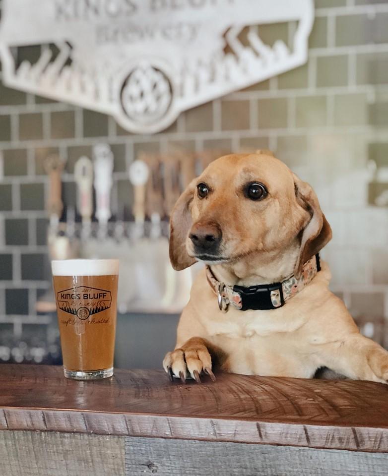 pet store clarksville tn