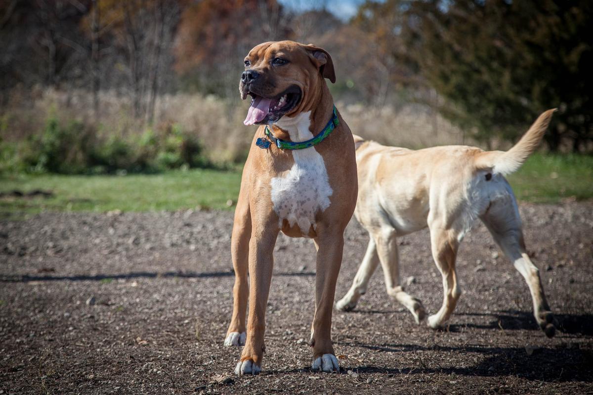 Elm Creek Park Reserve Dog Off-Leash Area