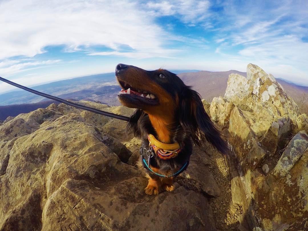 Best dog 2025 hikes in shenandoah