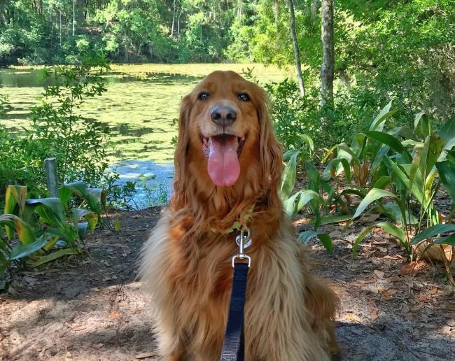 Pet Friendly Jacksonville Arboretum & Botanical Gardens