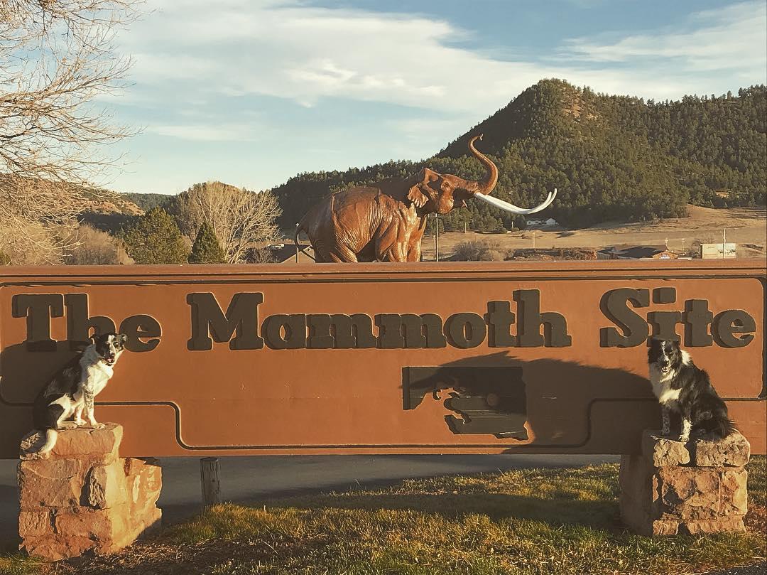 Pet Friendly Mammoth Site