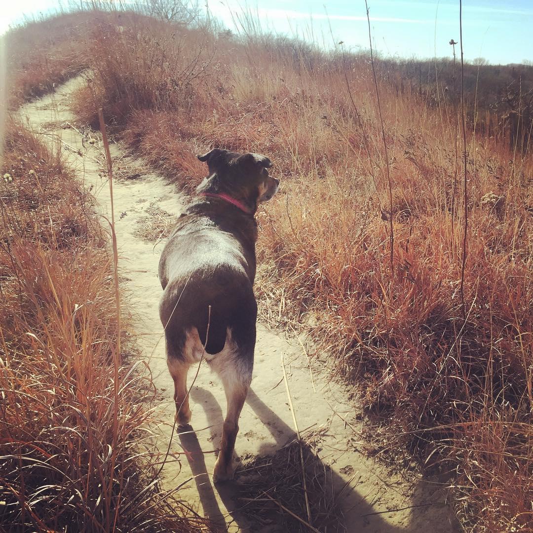 Pet Friendly Loess Hills State Forest