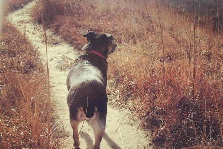 Pet Friendly Loess Hills State Forest