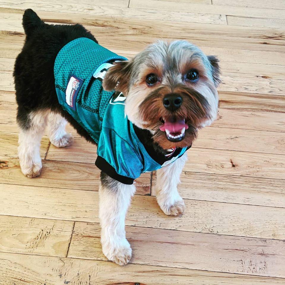 pet friendly dog bakery