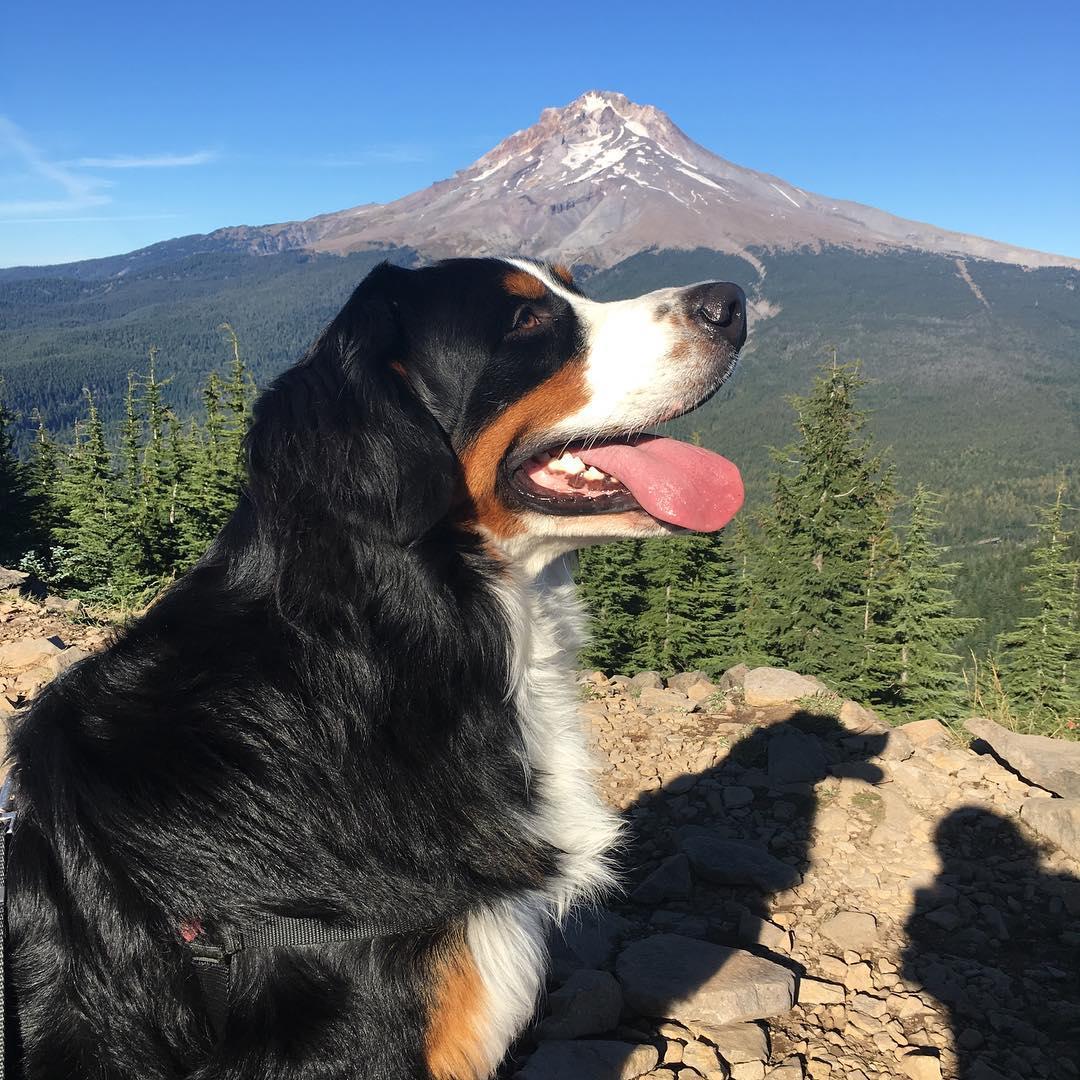Pet Friendly Mirror Lake and Tom, Dick and Harry Mountain Trail