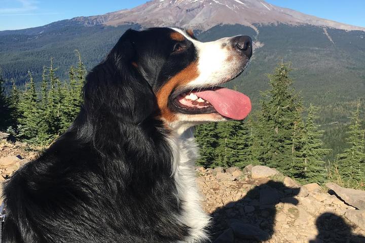 Pet Friendly Mirror Lake and Tom, Dick and Harry Mountain Trail