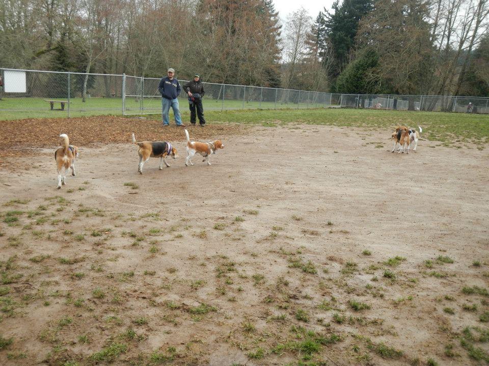 Happy valley dog sales boarding