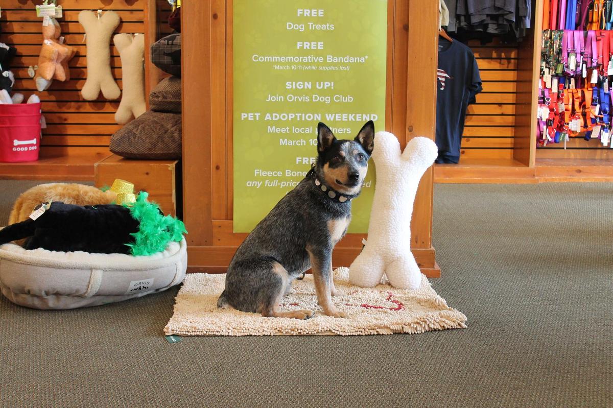 Orvis hotsell dog bandana