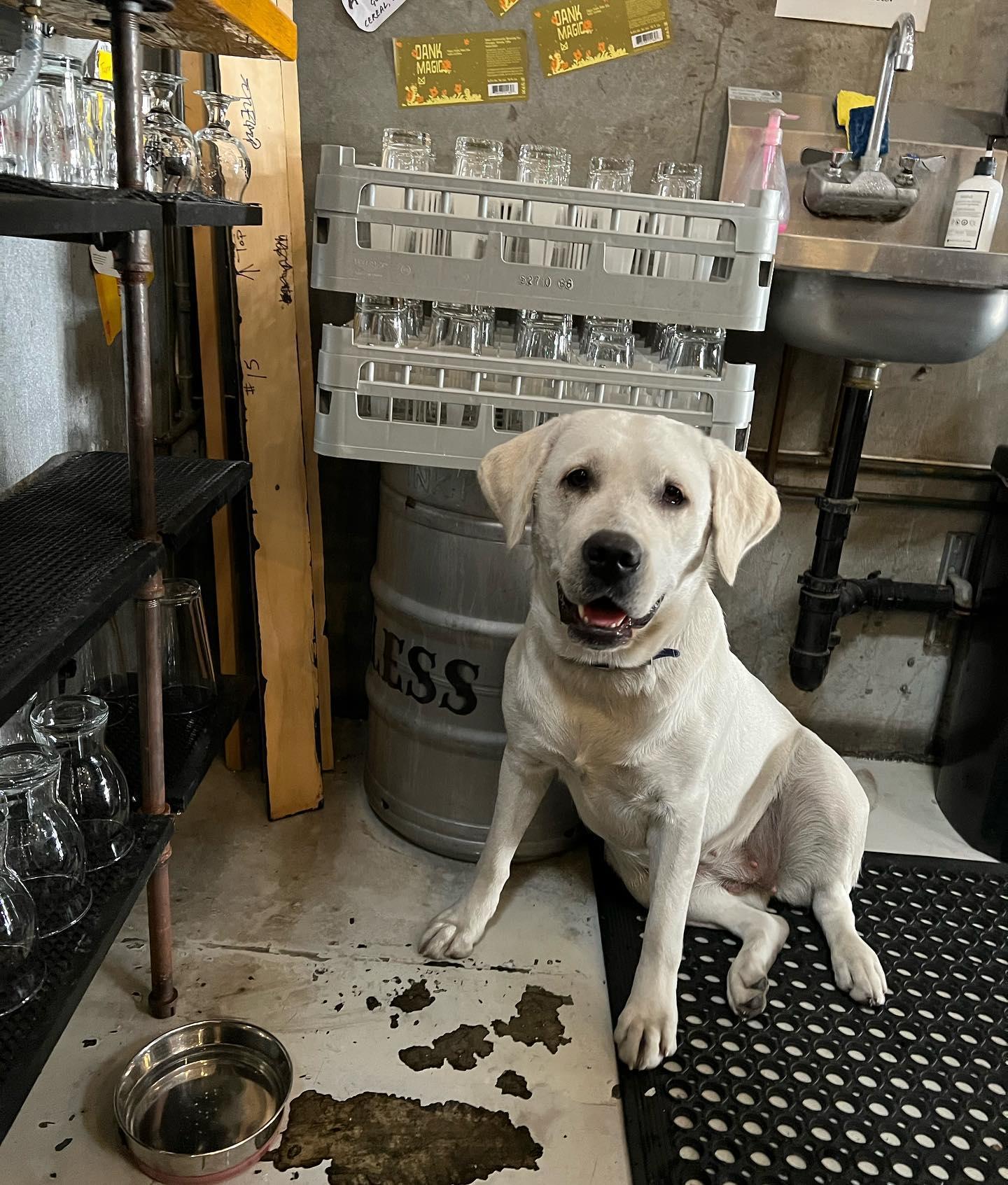 Pet Friendly Syncopated Brewing Co.