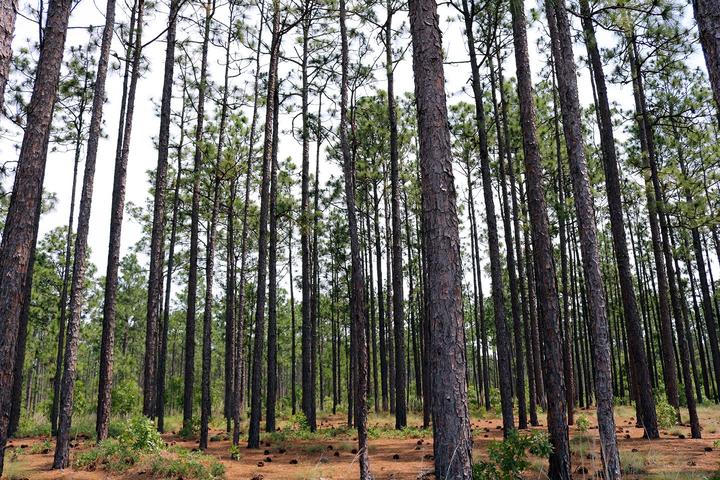 Pet Friendly Bladen Lakes State Forest