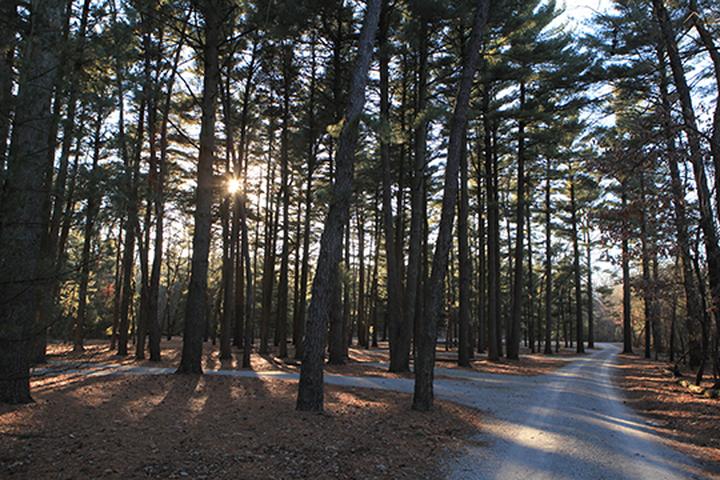 Pet Friendly Sand Ridge State Forest