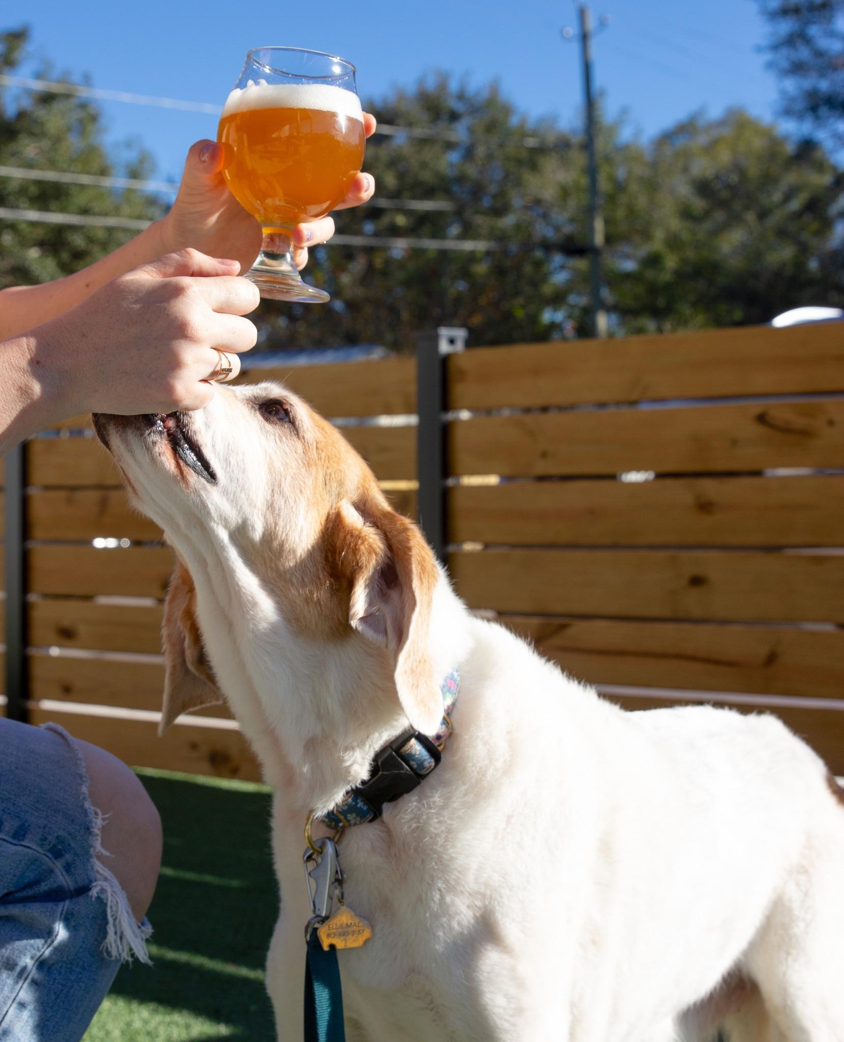 Pet Friendly Common Dialect Beerworks