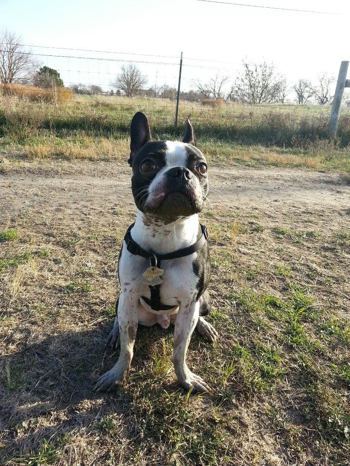 tom harvey memorial dog park