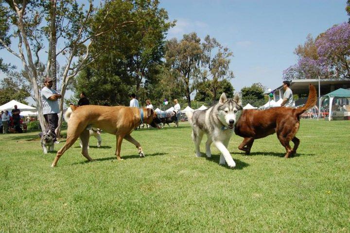 Pet Friendly Fullerton Pooch Park