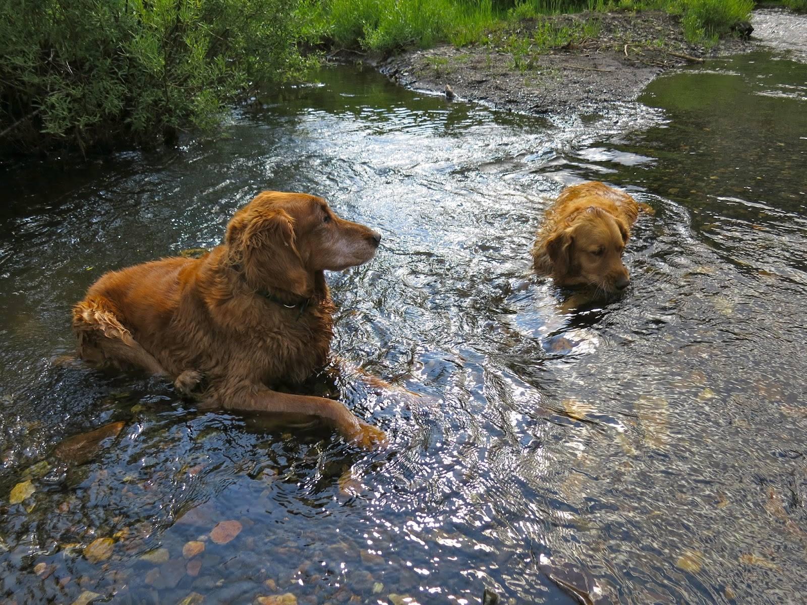 Are Dogs Allowed At Castlewood Canyon State Park