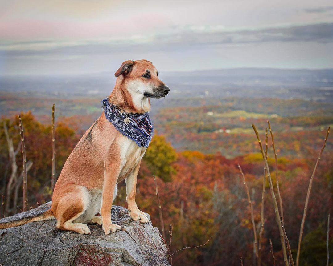 Pet Friendly High Point State Park