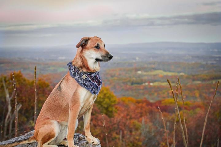 Pet Friendly High Point State Park