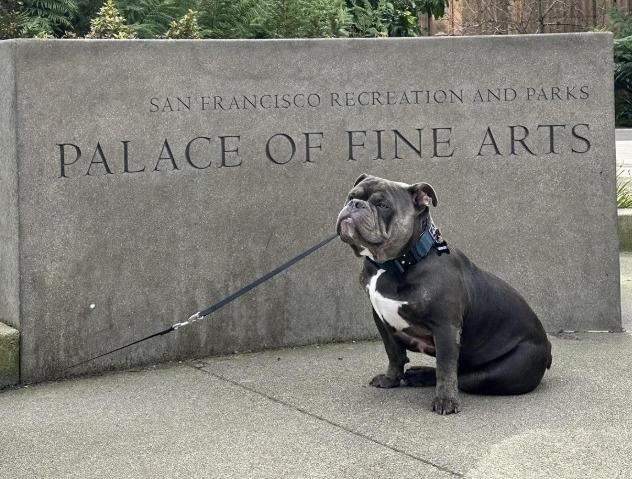 Pet Friendly Palace of Fine Arts