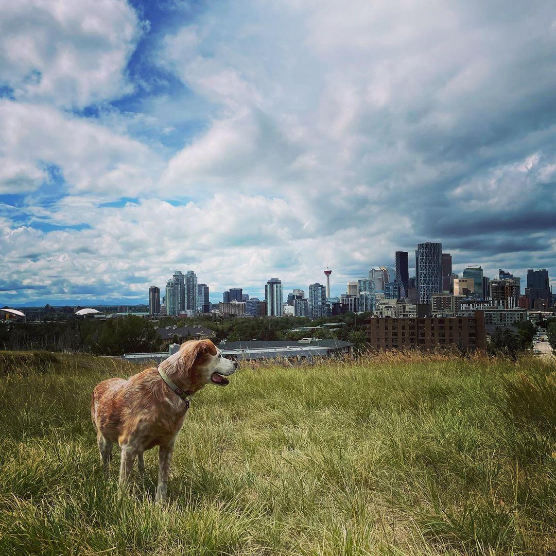 Pet Friendly Tom Campbell's Hill Off-Leash Dog Park