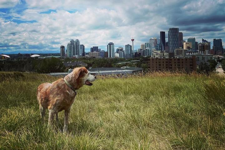 Pet Friendly Tom Campbell's Hill Off-Leash Dog Park