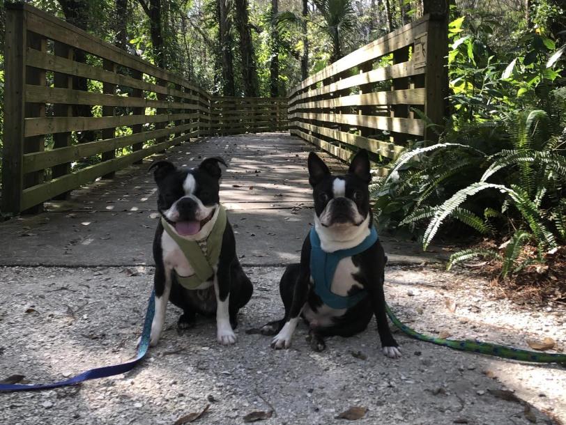 Dog Friendly Hiking Trails in Westchase FL BringFido