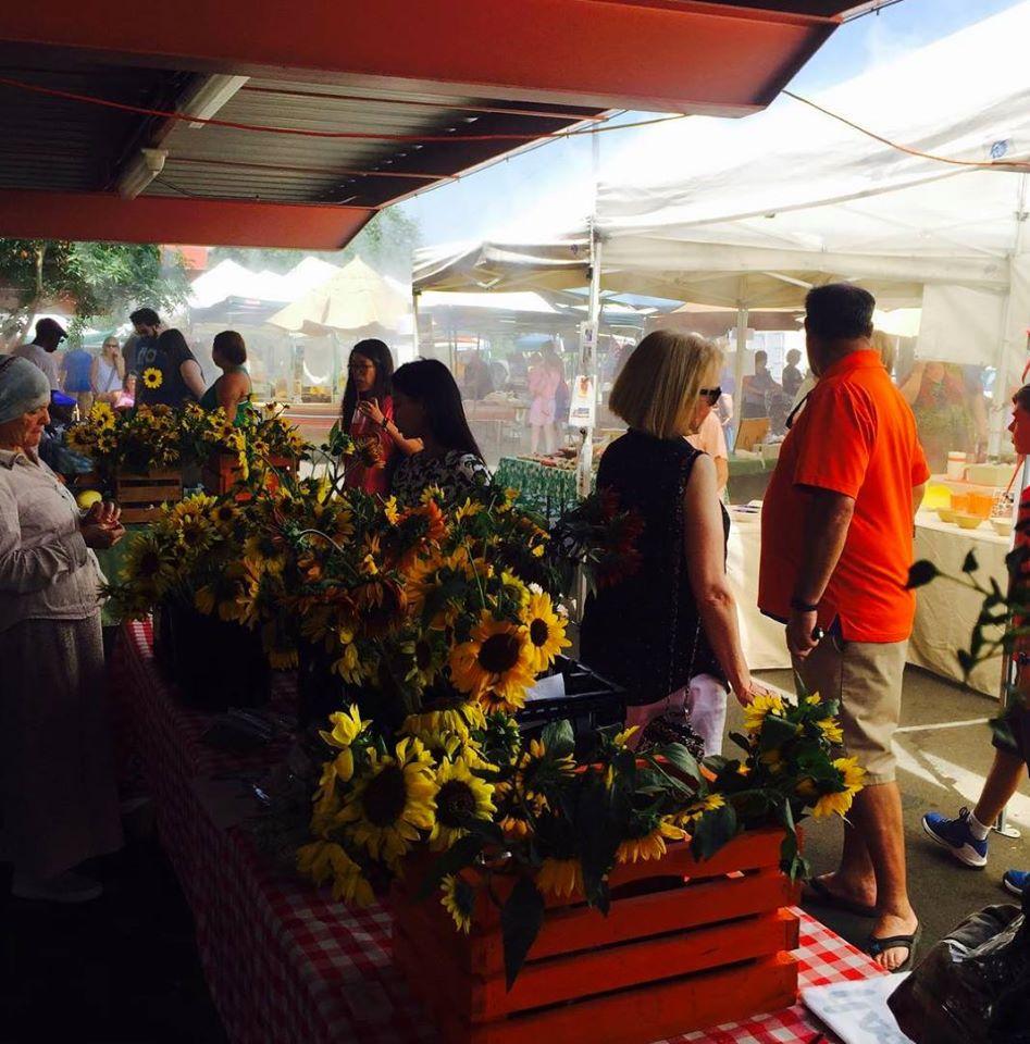 pet shop in phoenix market city