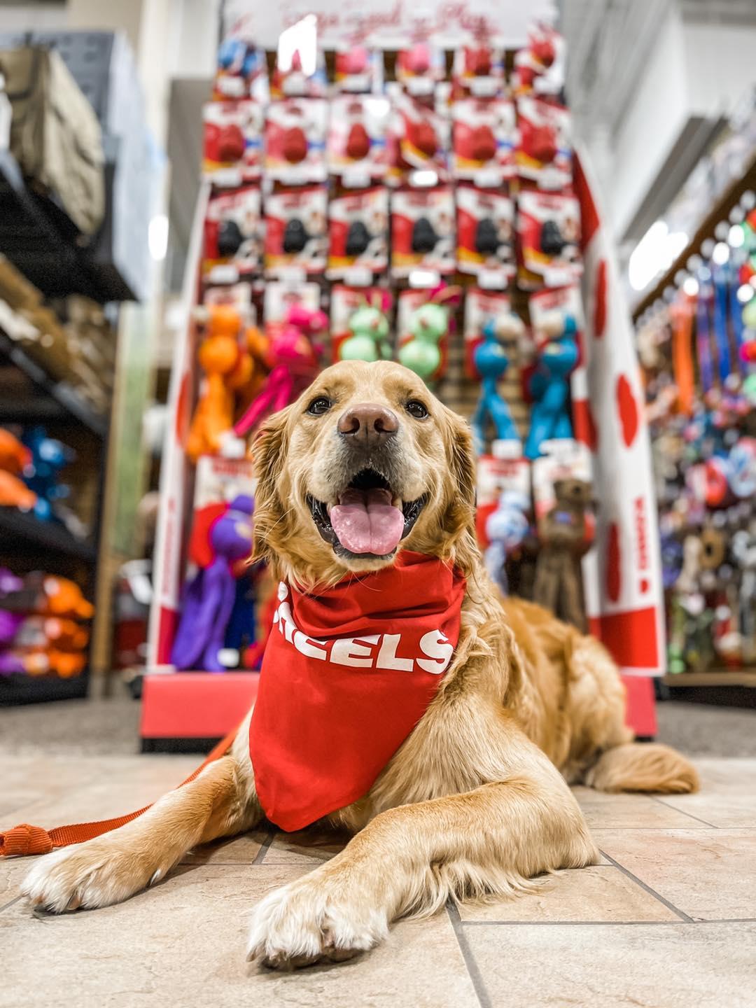 Dog Friendly Shopping in Minnesota - BringFido