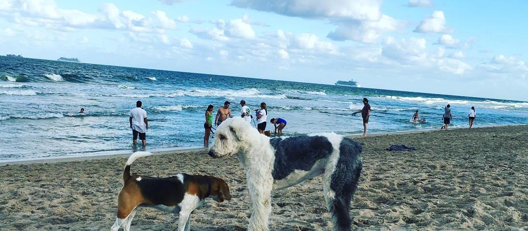 Picture of Canine Beach, a dog friendly attraction in Sunrise. Picture of Canine Beach, a dog friendly attraction in Sunrise.