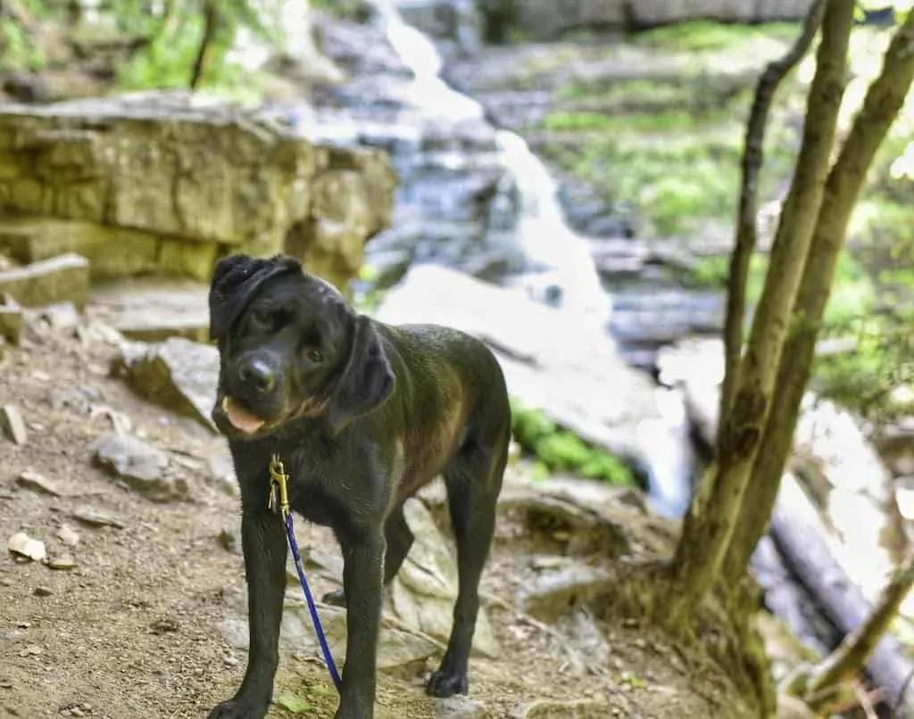 Pet Friendly Lye Brook Falls Trail