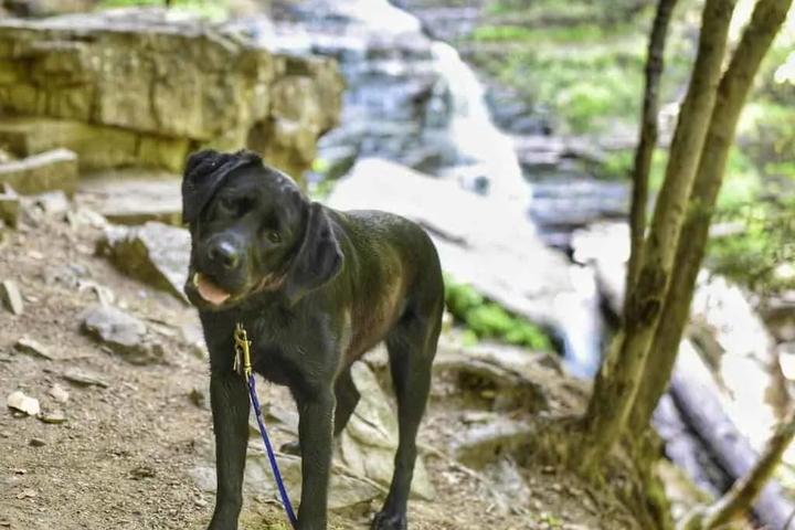 Pet Friendly Lye Brook Falls Trail