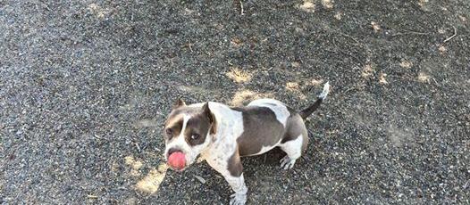 Picture of Markley Creek Dog Park, a dog friendly attraction in Antioch. Picture of Markley Creek Dog Park, a dog friendly attraction in Antioch.