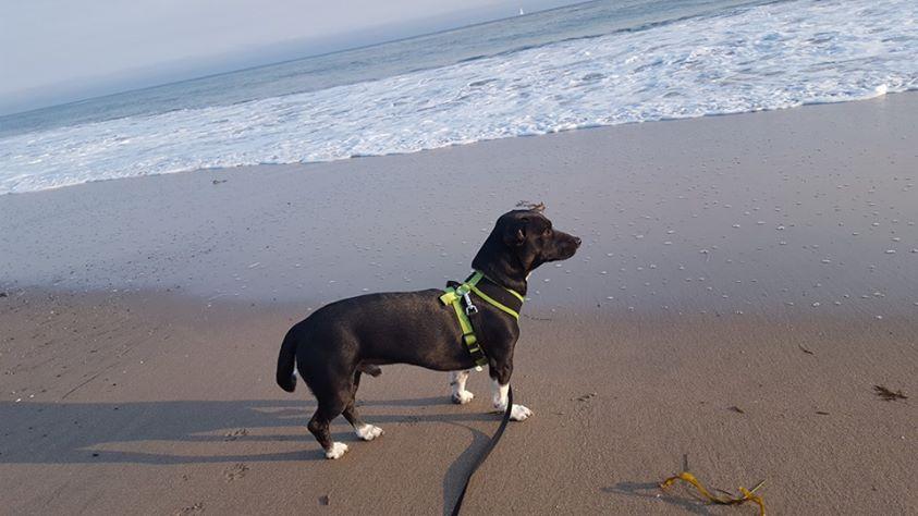 Seabright State Beach