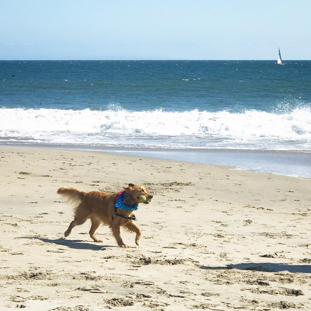 Dog Friendly Beaches in Santa Cruz CA BringFido