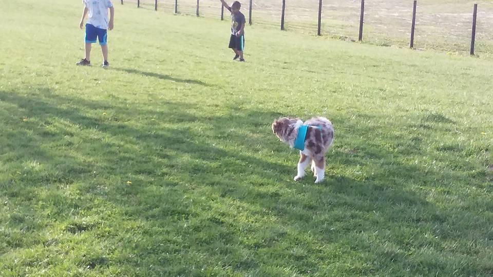 cheyenne off leash dog park