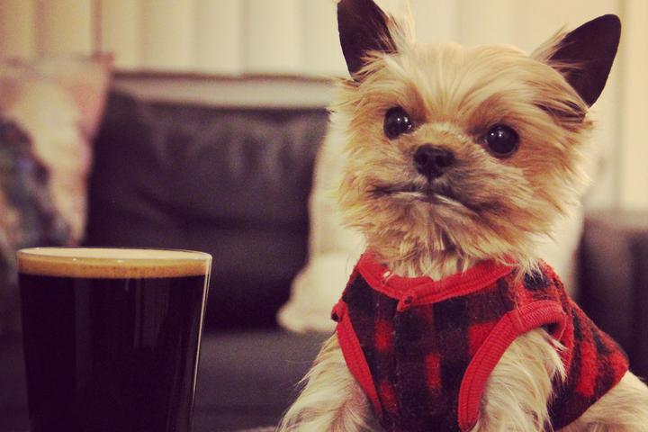 Pet Friendly Desert Dogs Brewery & Cidery Taproom