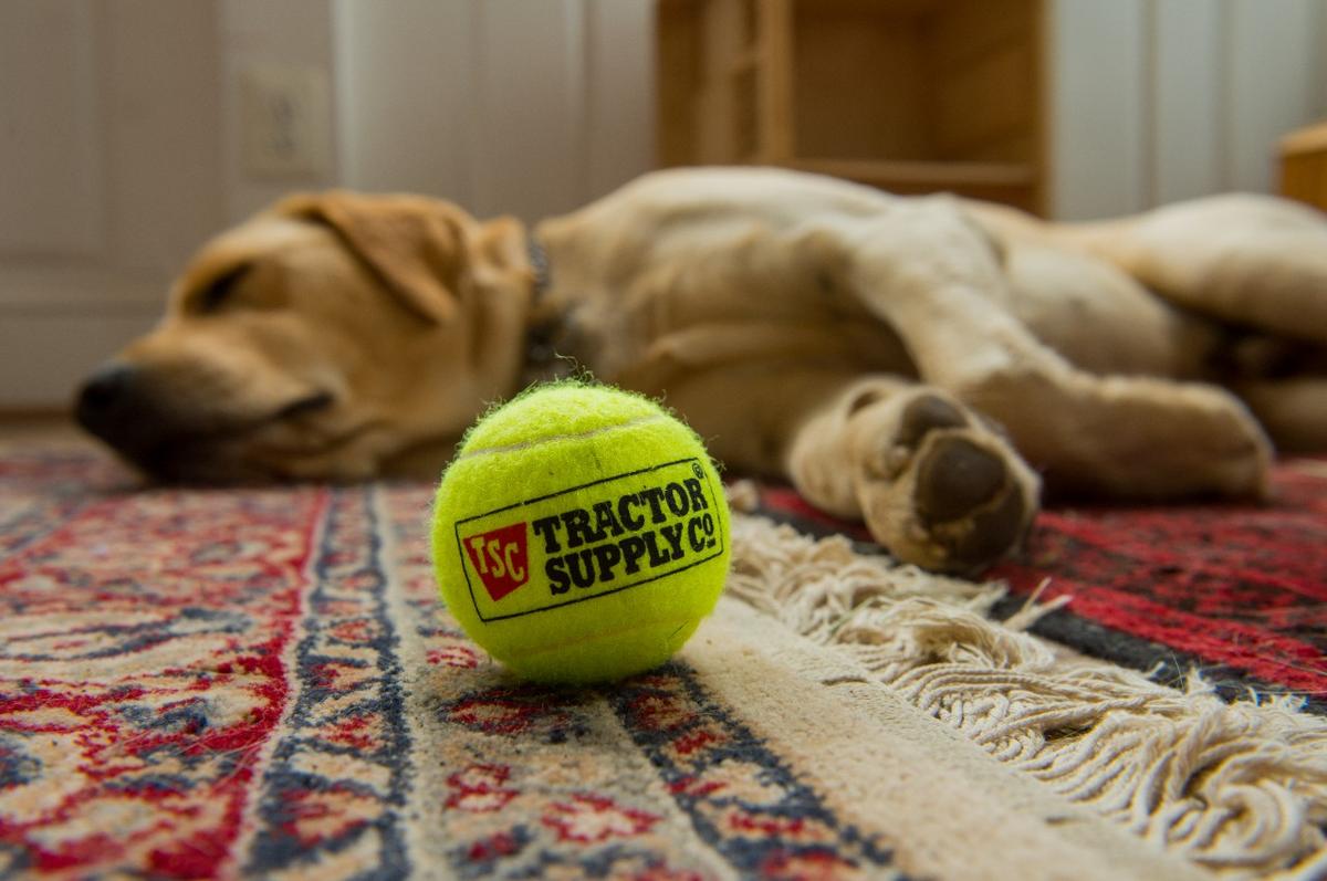 Does tractor supply allow dogs in their store sales